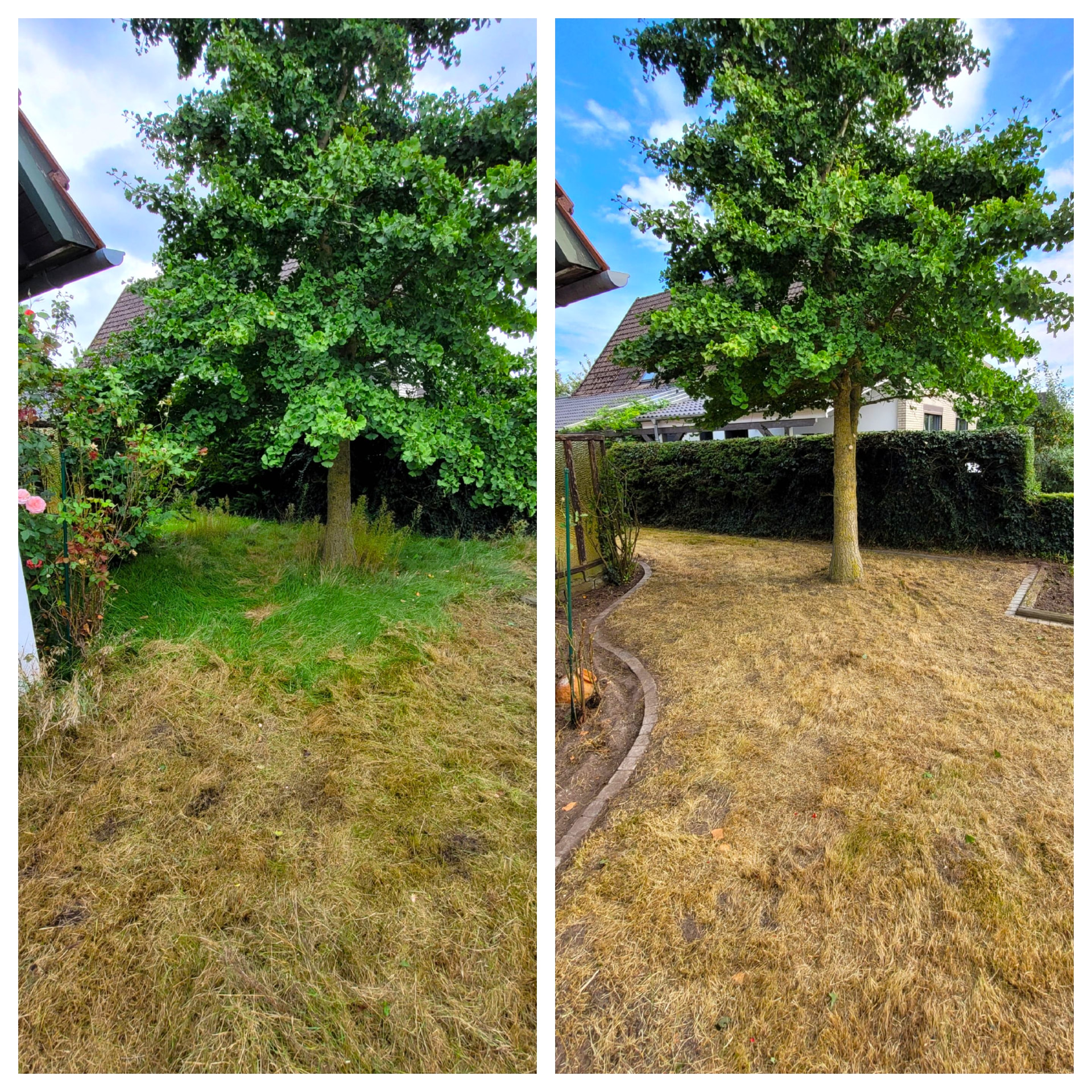 Vorher und Nachher: Rasen um Ginkgobaum gemäht und Beete freigelegt