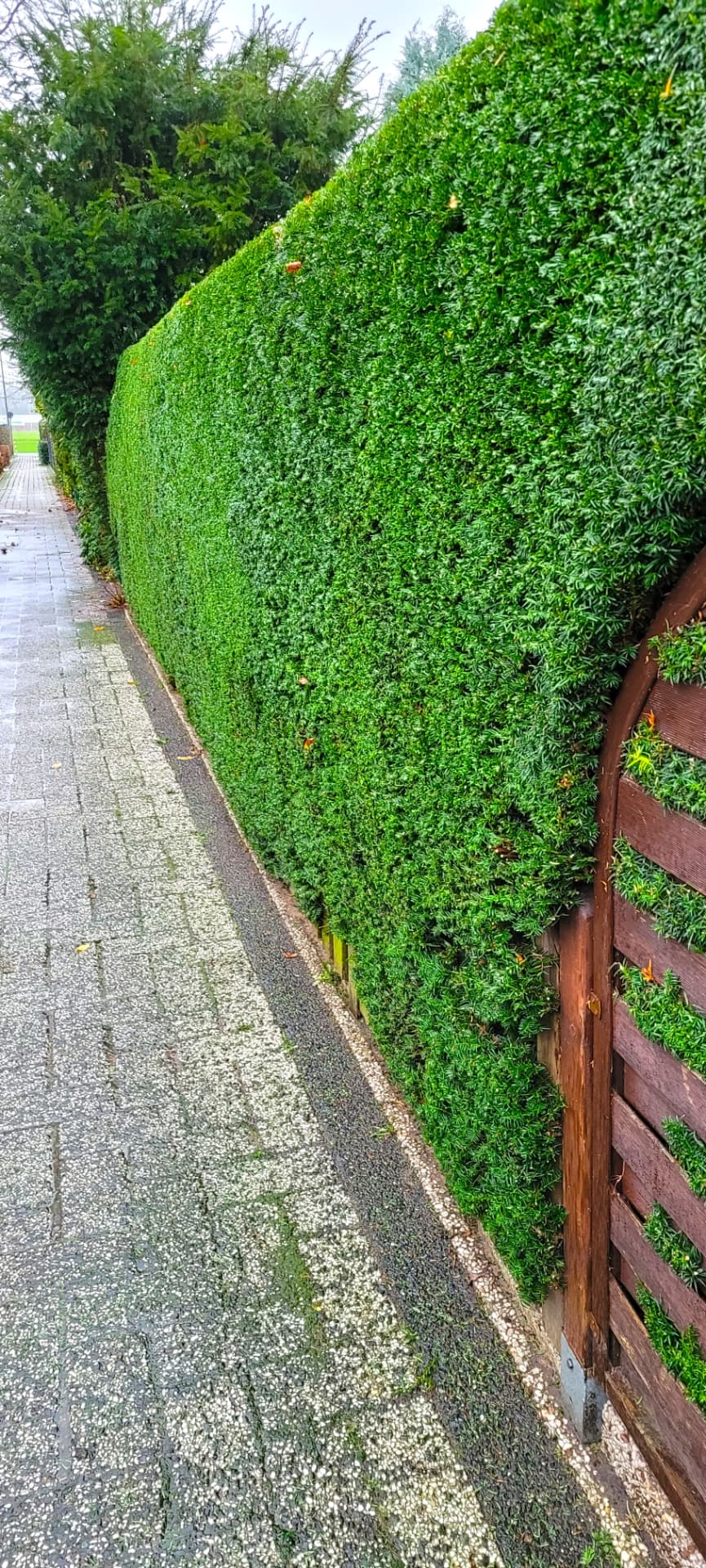 Nachher: sauber und gerade geschnittene Hecke als Wegbegrenzung