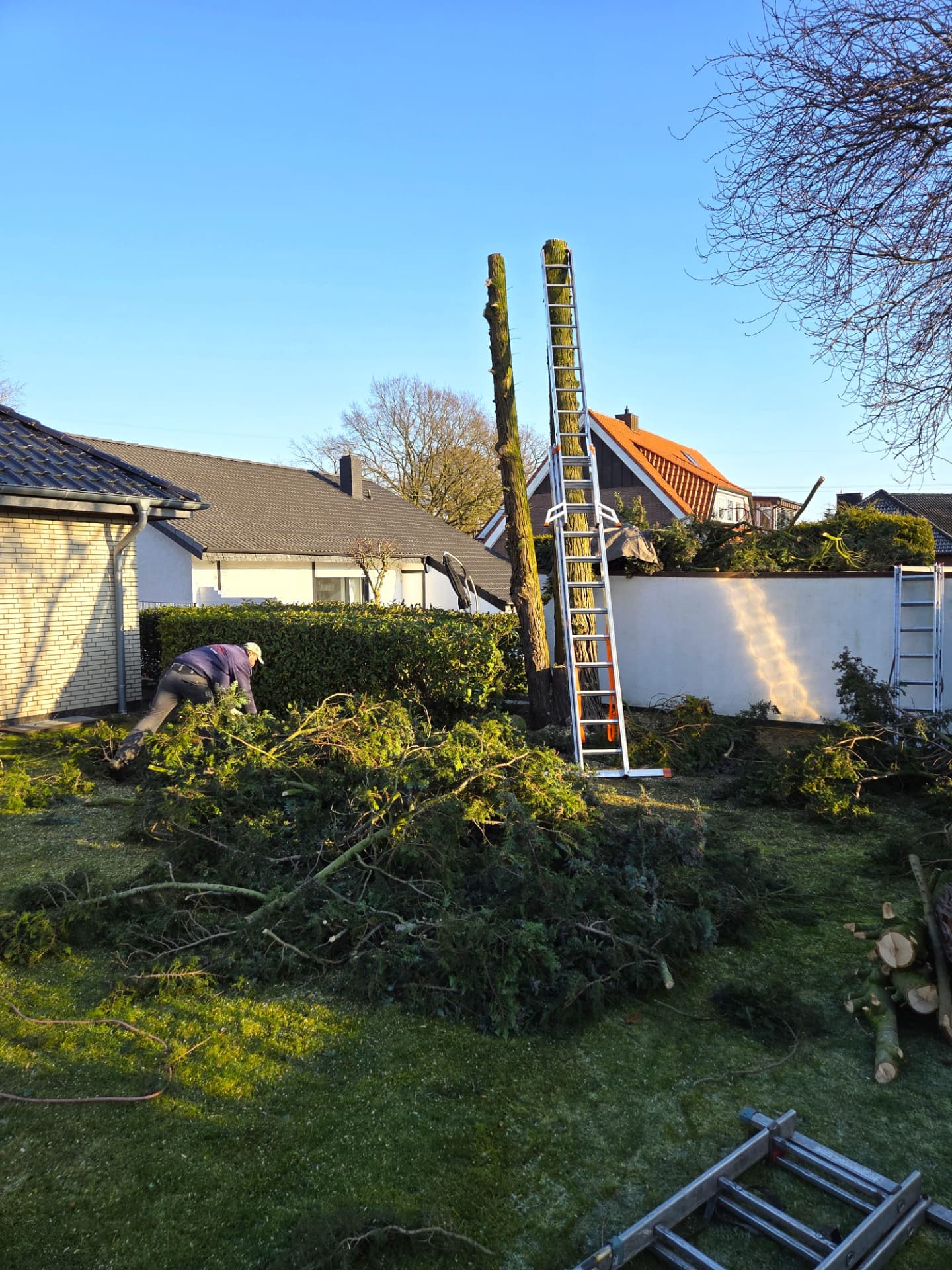 Entasteter Baum nach den Fällarbeiten