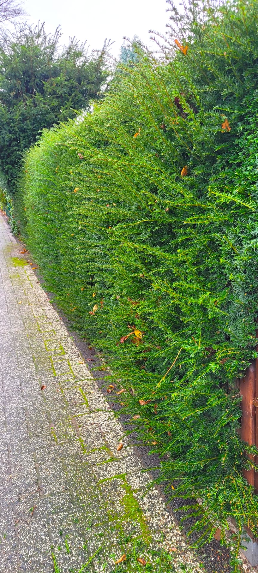 Vorher: stark gewachsene, ungleichmäßige Hecke am Weg