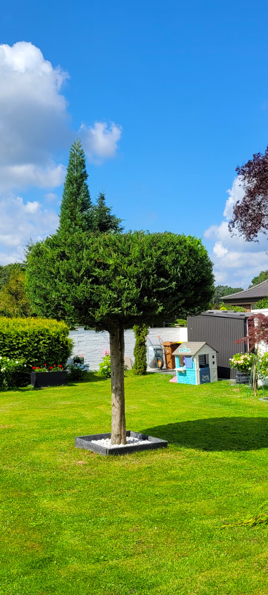 Formschnitt an einem Kugelbaum